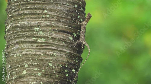 Flying lizard poops on the palm tree. Draco lizard photo