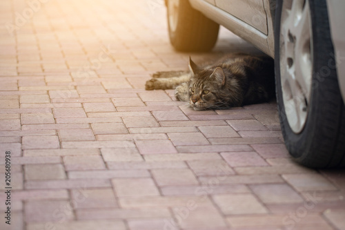 Maine Coon cat under the wheels of the car. Cat lying under the wheel of a car.