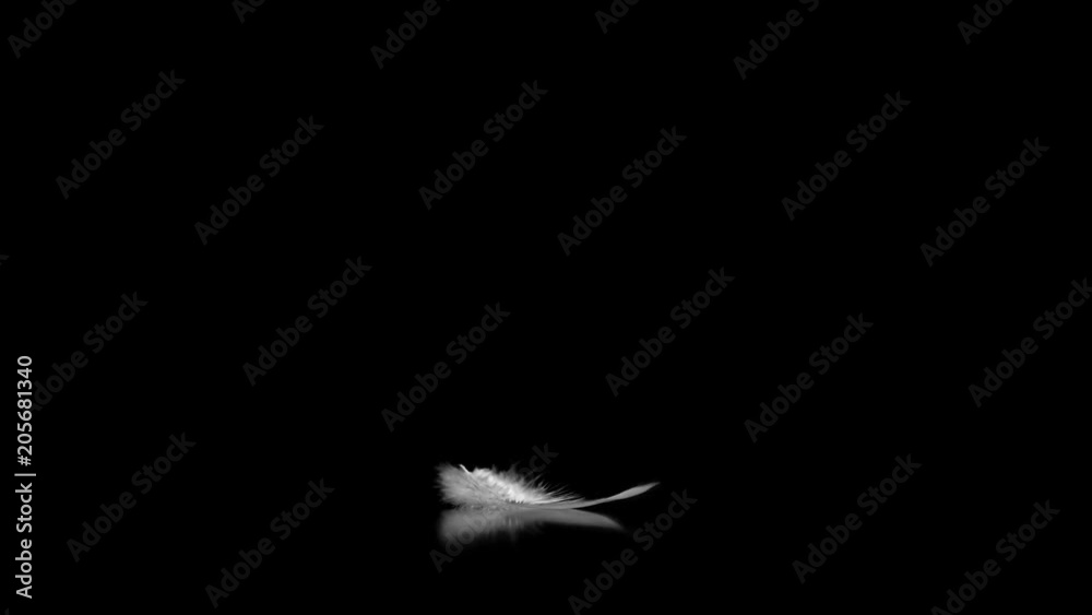 White feather falling against black background