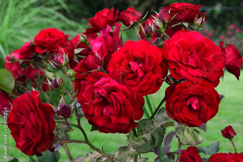Red roses. A bush of bard roses in the park. Roses for weddings and celebrations. Luxury flowers in the nature