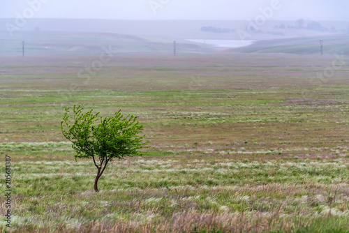Lonely tree in steppe beautiful landscape photo