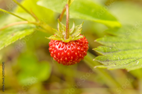 Organic wild ripe strawberry.Macro shot, focus on a foreground, blurred background