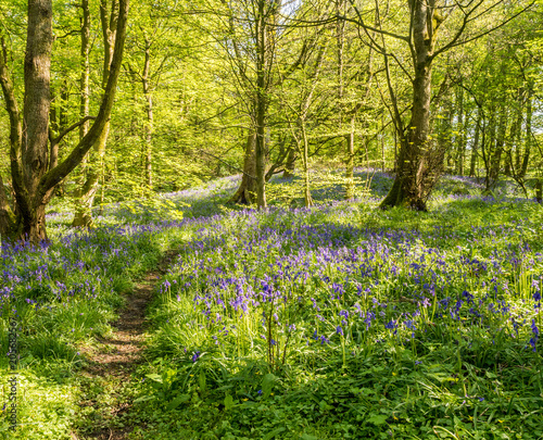 Fototapeta Naklejka Na Ścianę i Meble -  Beautiful spring bluebells in amazing sunshine at Spring Wood near Burnley, Lancashire, UK