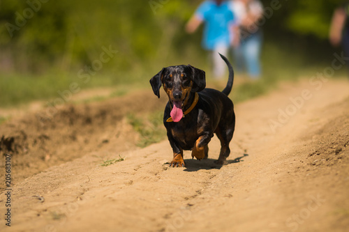 Dachshund is running in the woods