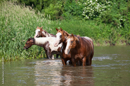 Herd of paint horses in the water