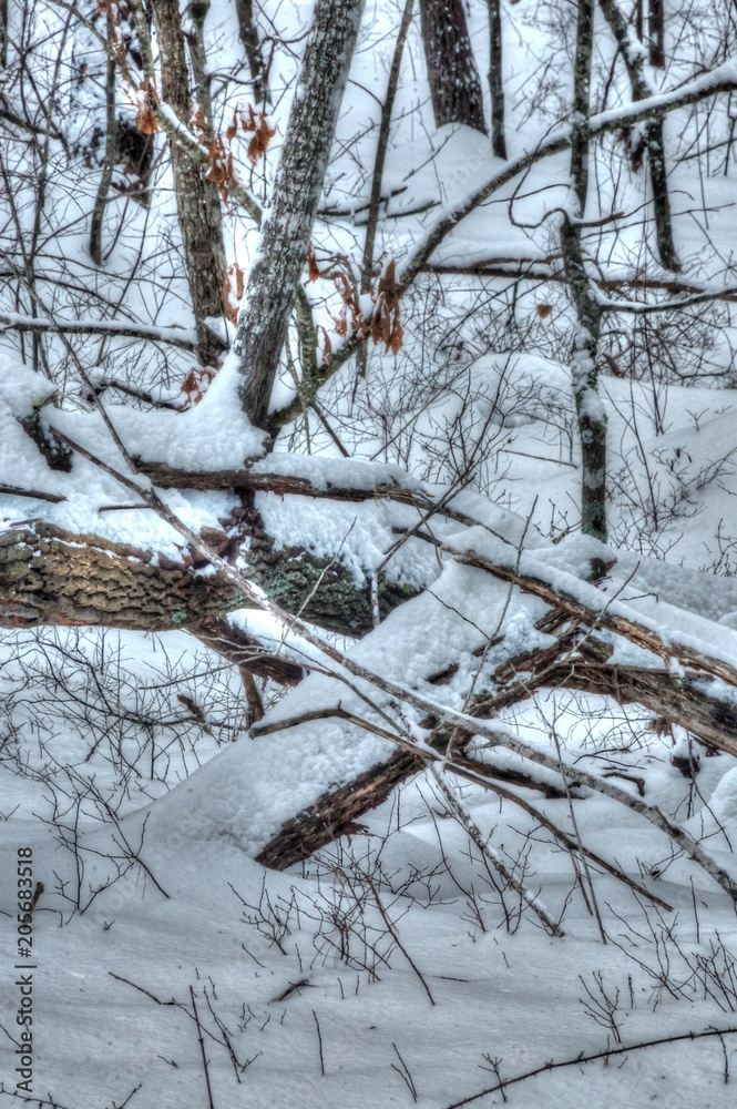 snow on the trees snow on the trees