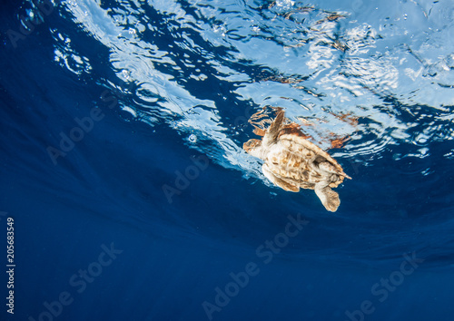 Sea Turtle release at the Bahamas