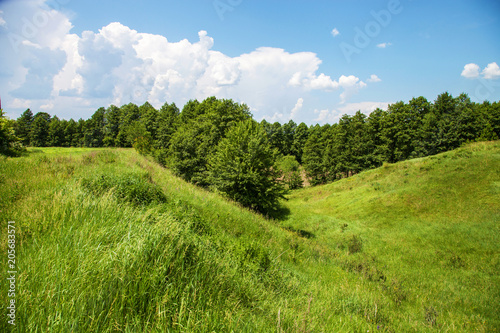 Summer landscape with forest and ravine