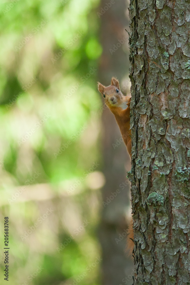 Obraz premium one squirrel peeking behind the tree trunk