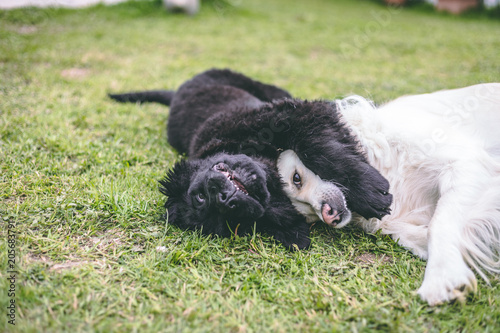 Purebred black newfoundland puppy playing with a white golden retriever adult dog