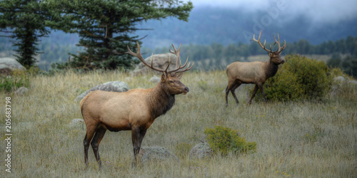 Bull elk Rocky Mountain National Park, Colorado