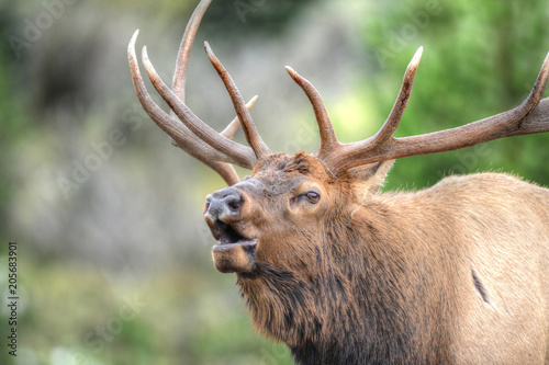 Bull Elk Bugeling in Rocky Mountains photo