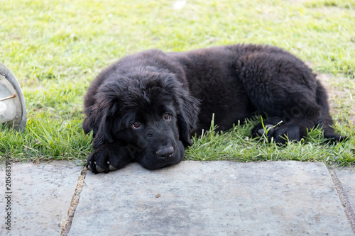 Purebred black newfoundland puppy laying on the grass