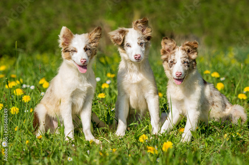 Fototapeta Naklejka Na Ścianę i Meble -  Three Border Collie puppies sitting in a flower meadow