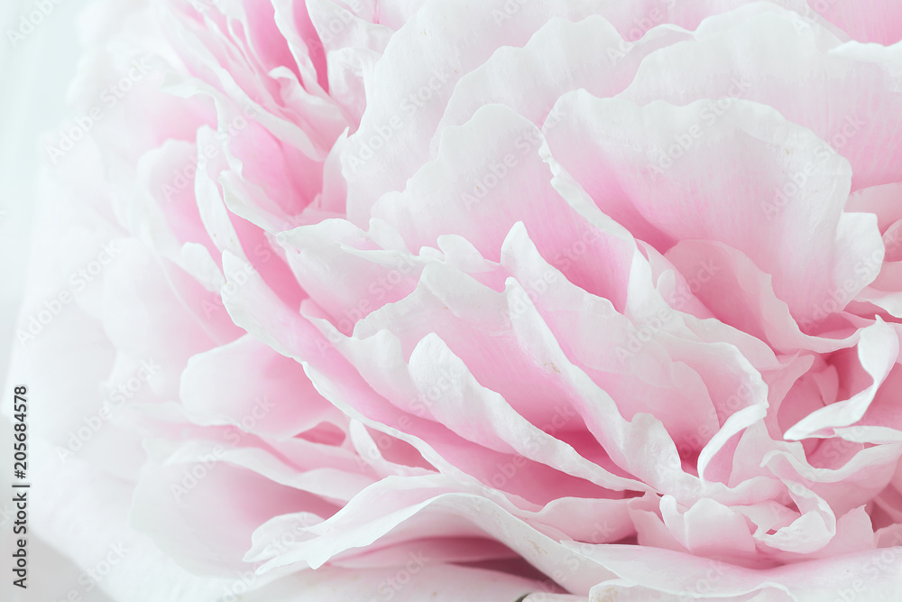 Pink Sarah Bernhardt Peony.