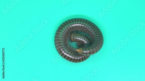 Anadenobolus Millipede untwist to crawling or walking on green background. It known as the yellow-banded or bumble bee millipede and  is a species of millipede in the family Rhinocricidae. photo