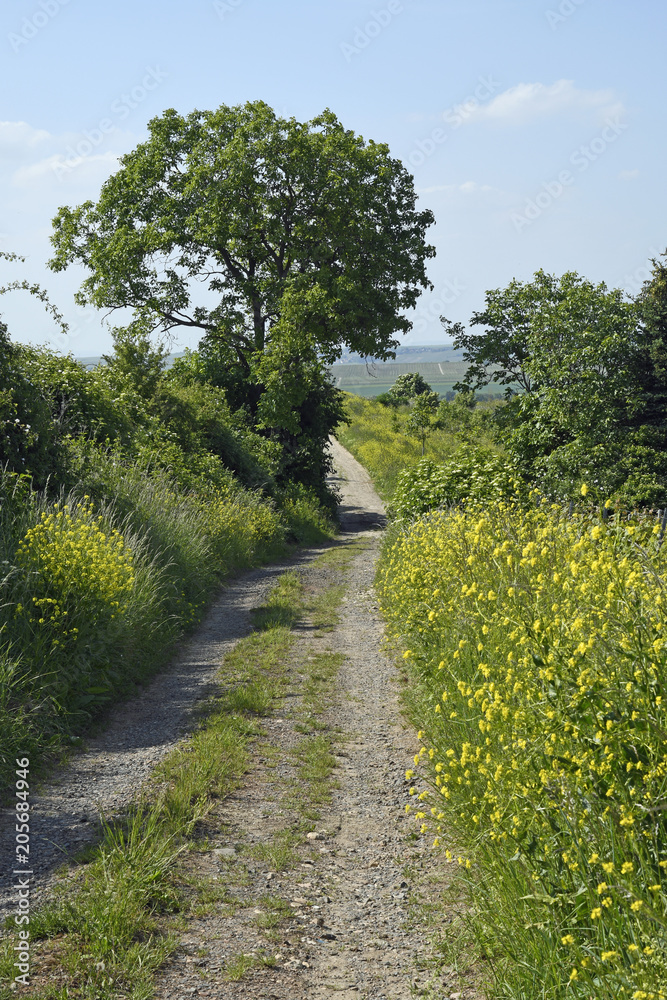 feldweg im frühsommer