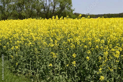 Rapeseed cultivation - bright-yellow late spring flowers © agatchen