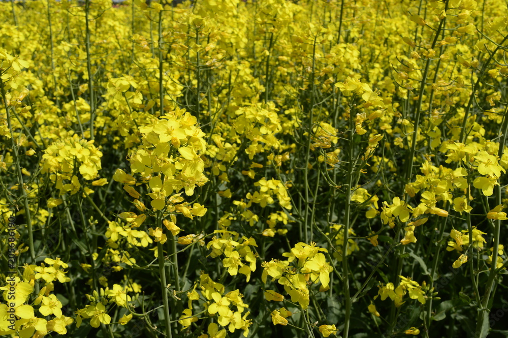 Rapeseed cultivation - bright-yellow late spring flowers Rapeseed cultivation - bright-yellow late spring flowers