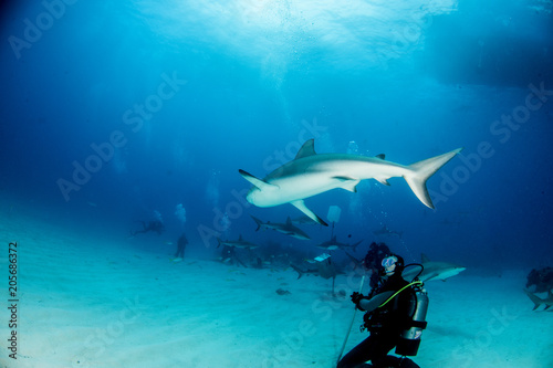 Fototapeta Naklejka Na Ścianę i Meble -  Caribbean reef shark