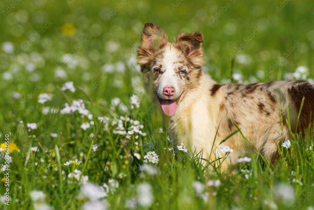 Fototapeta premium Border collie puppy standing in a spring meadow