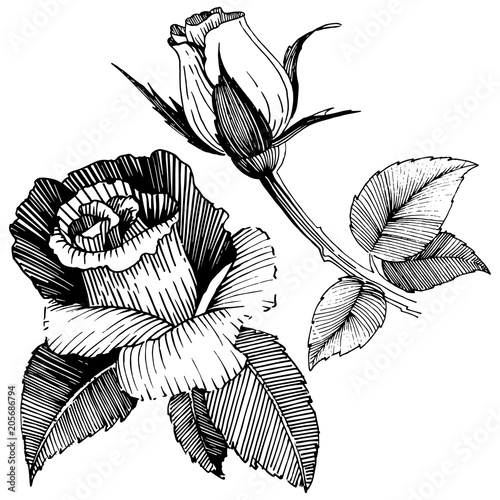 Vector roses. Floral botanical flower. Wild spring leaf wildflower isolated. Vector wildflower for background, texture, wrapper pattern, frame or border.