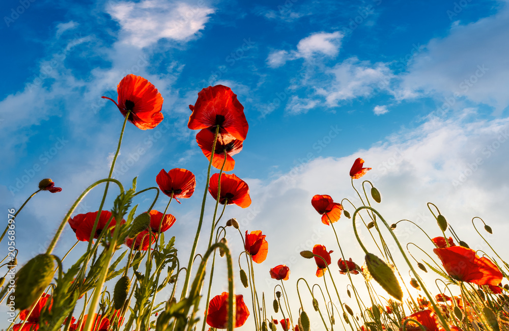 Obraz premium field of red papaver flower with sunburst shot from below. beautiful nature background against the blue sky