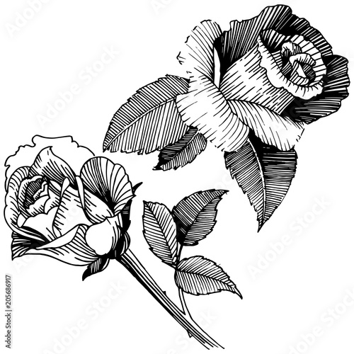 Vector roses. Floral botanical flower. Wild spring leaf wildflower isolated. Vector wildflower for background, texture, wrapper pattern, frame or border.