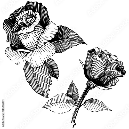 Vector roses. Floral botanical flower. Wild spring leaf wildflower isolated. Vector wildflower for background, texture, wrapper pattern, frame or border.