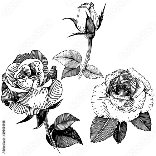 Vector roses. Floral botanical flower. Wild spring leaf wildflower isolated. Vector wildflower for background, texture, wrapper pattern, frame or border.