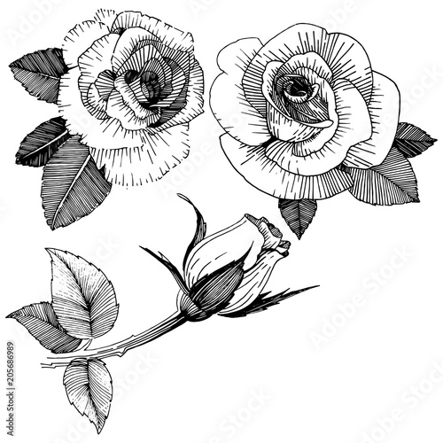 Vector roses. Floral botanical flower. Wild spring leaf wildflower isolated. Vector wildflower for background, texture, wrapper pattern, frame or border.