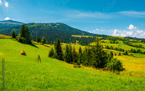 mountainous rural area on a bright summer day. rolling hills with haystacks and spruce forest. mountain ridge in the far distance.