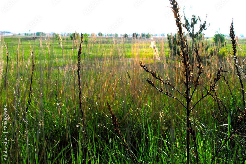 Grass under the bright sun. Grass under the bright sun.