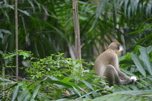 Barbados Monkeys