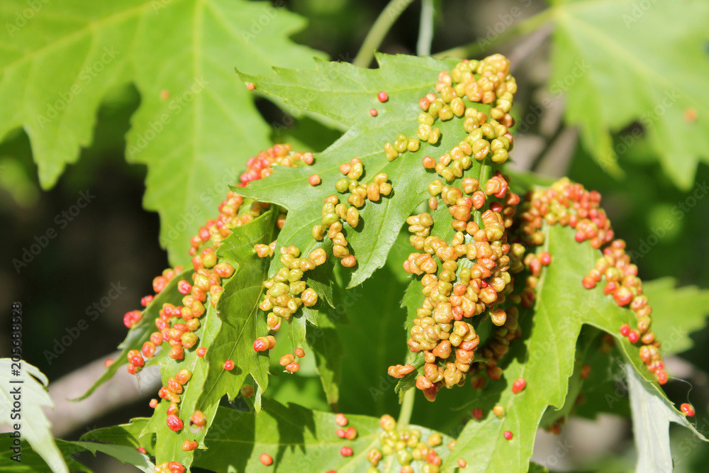 Gall caused by maple bladder-gall mite or Vasates quadripedes on Silver Maple (Acer saccharinum) leaf Gall caused by maple bladder-gall mite or Vasates quadripedes on Silver Maple (Acer saccharinum) leaf
