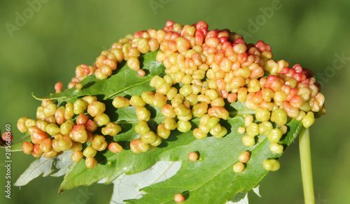 Gall caused by maple bladder-gall mite or Vasates quadripedes on Silver Maple (Acer saccharinum) leaf photo