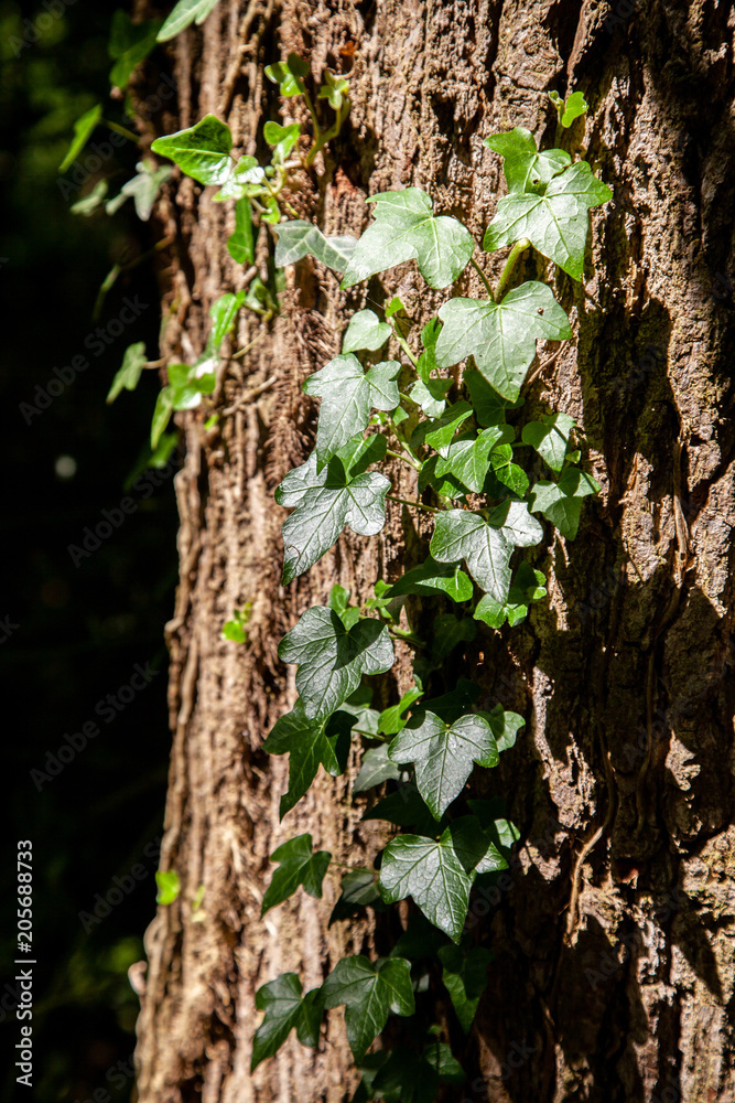 Ivy creeping up a textured tree trunk