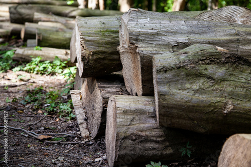 Fototapeta Naklejka Na Ścianę i Meble -  Pile of cut logs in the woods