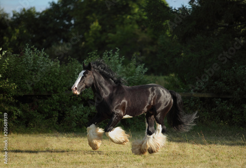 Obraz na plátně Black shire heavy draft horse runs gallop on the pasture