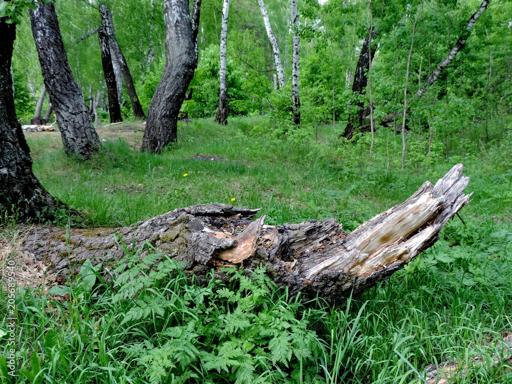 Forest. Forest.