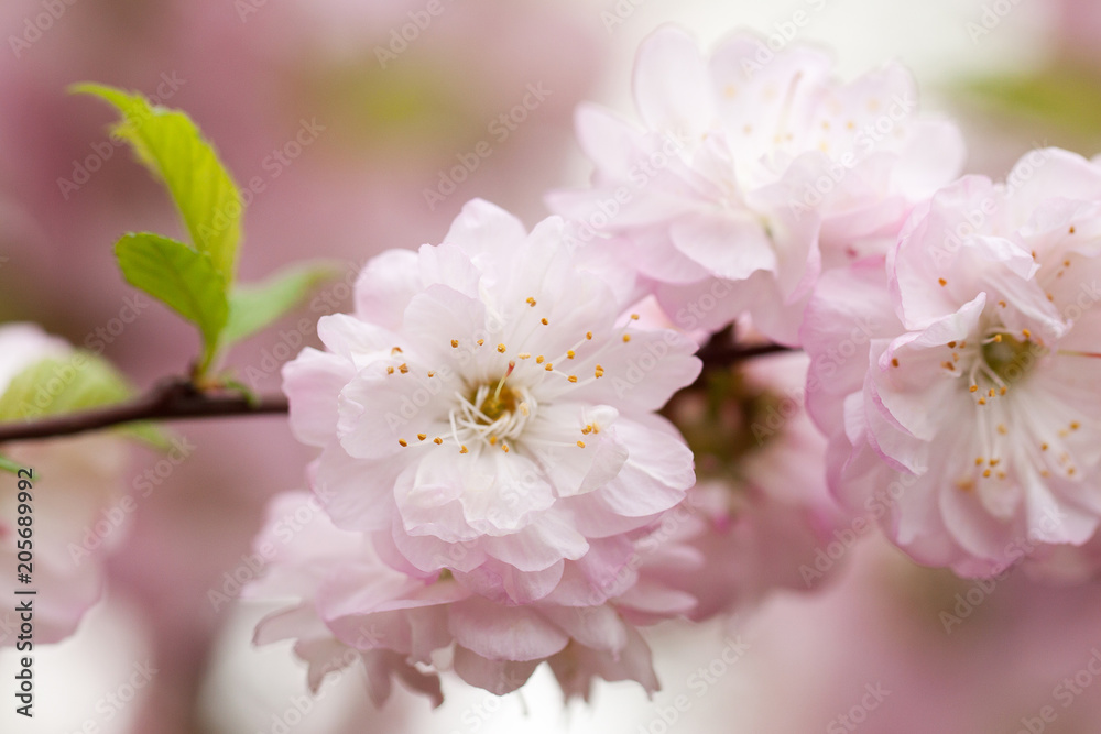almond tree branch with wonderful gentle pink flowers