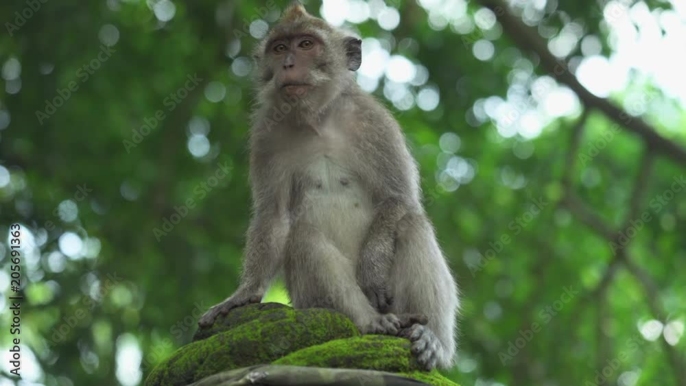Monkey sits on the tree. Crab eating macaque, Bali, Indonesia Monkey sits on the tree. Crab eating macaque, Bali, Indonesia