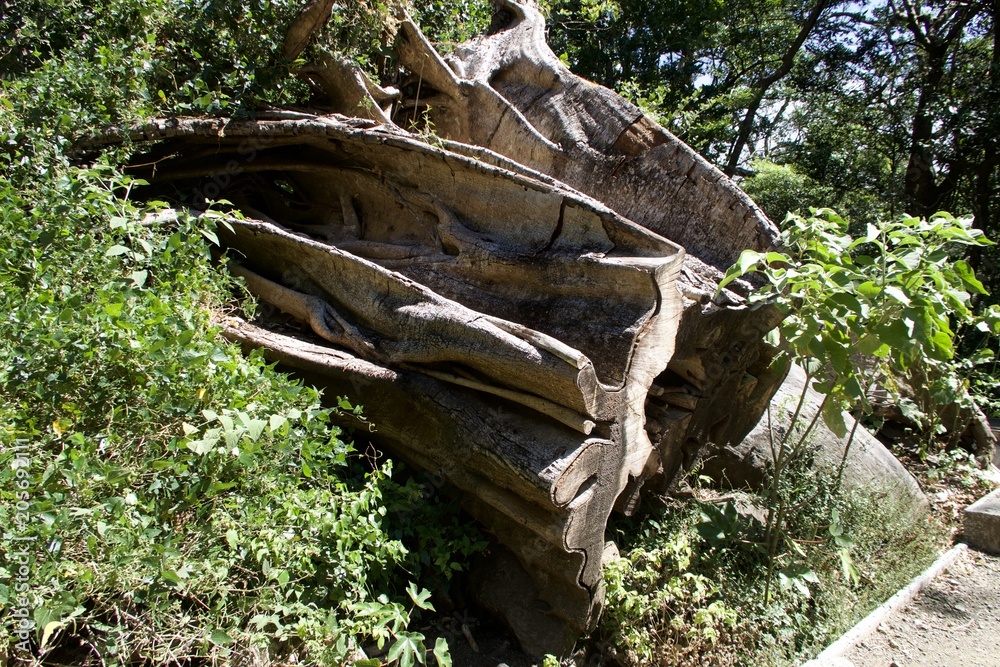 Fototapeta premium Tree