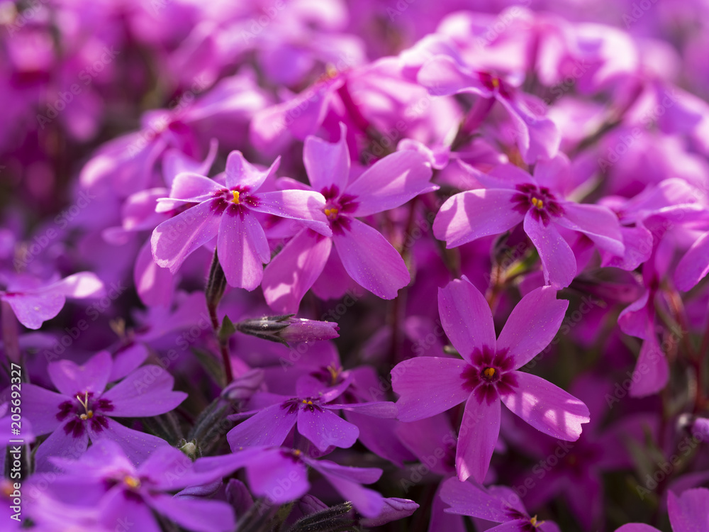 Pinke Blumen im Sonnenlicht Pinke Blumen im Sonnenlicht
