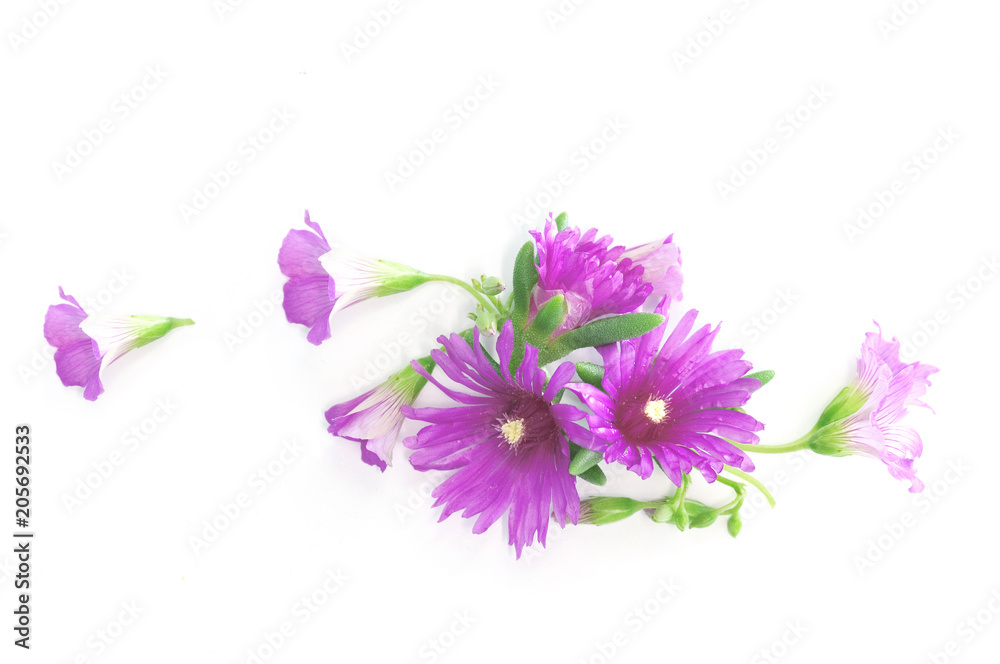 pink floral design element pink floral design element