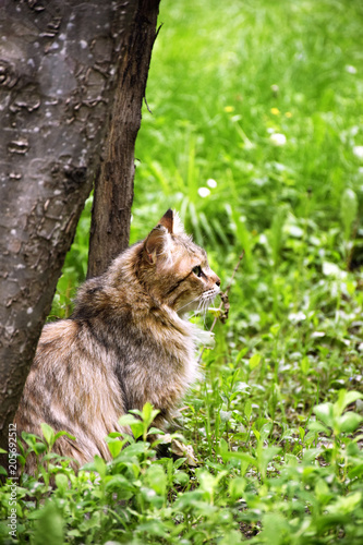 persiancat tehran iran