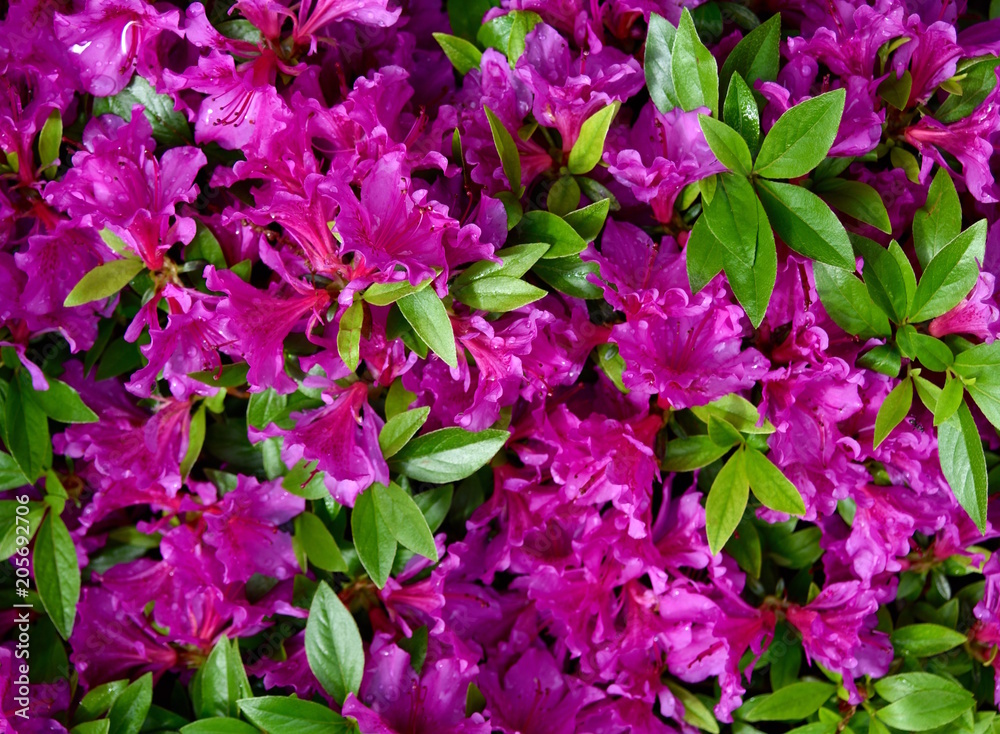 A cluster of violet colored flowers and green leaves on an azalea plant in a garden.