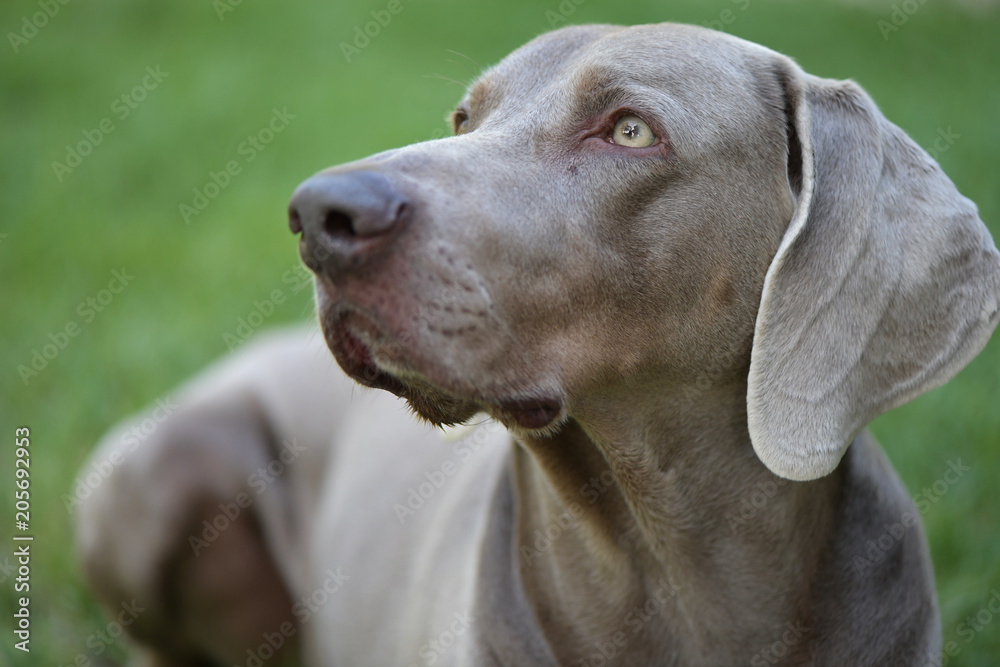 Weimaraner Weimaraner