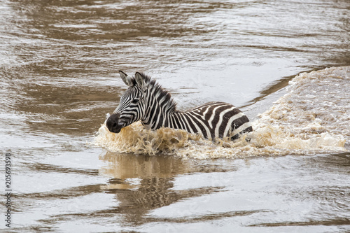Zebra crossing the Mara River in the migraition season in the Masai Mara National Park in Kenya