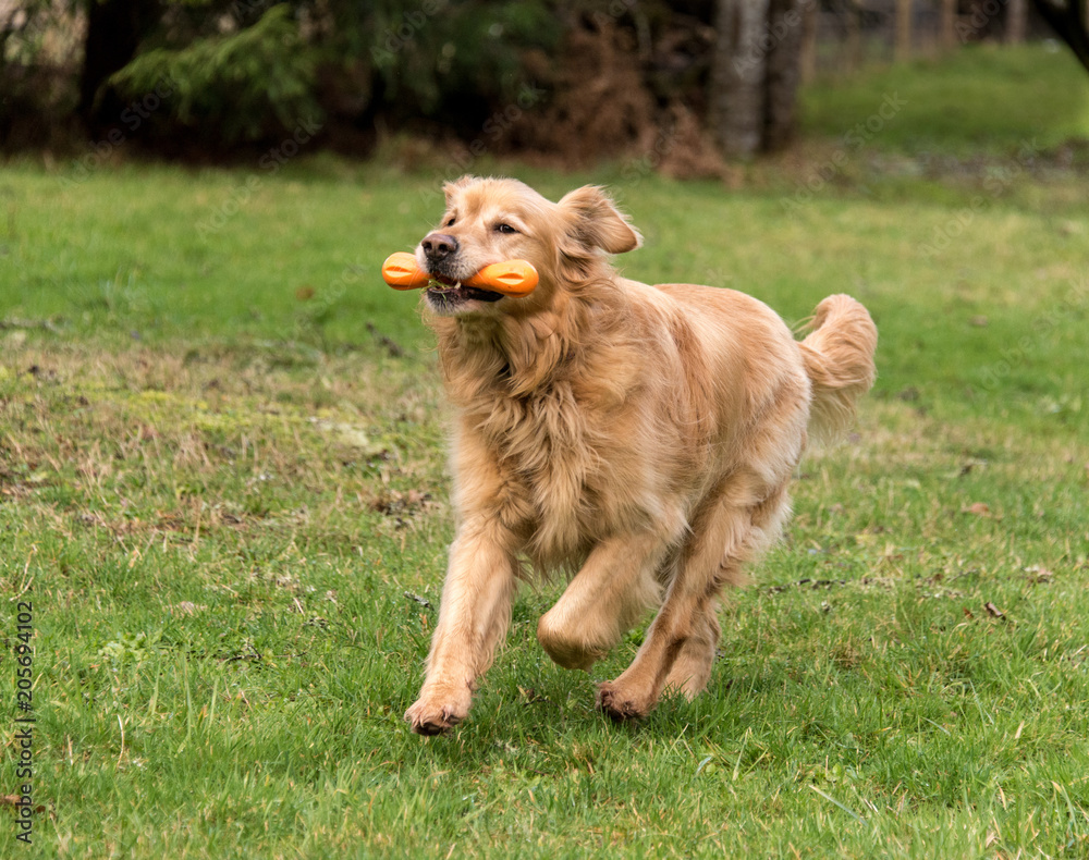Obraz premium golden retriever playing dog toy